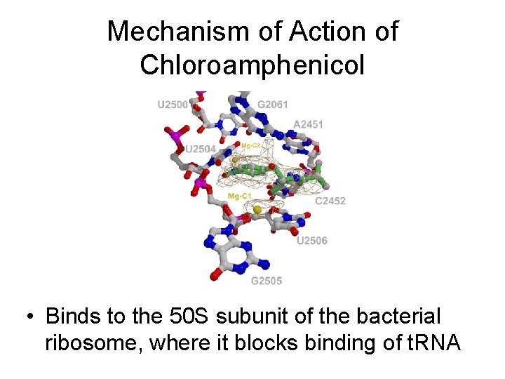 Mechanism of Action of Chloroamphenicol • Binds to the 50 S subunit of the