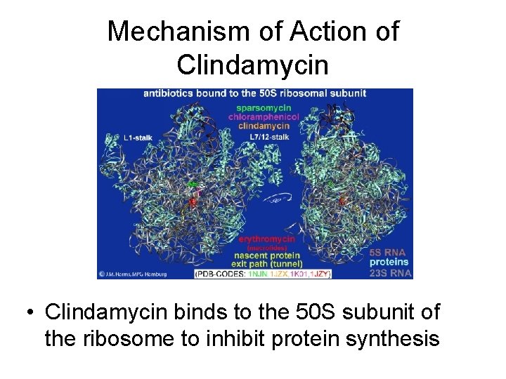 Mechanism of Action of Clindamycin • Clindamycin binds to the 50 S subunit of Mechanism of Action of Clindamycin • Clindamycin binds to the 50 S subunit of