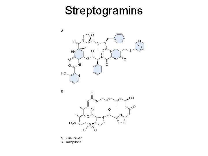 Streptogramins Streptogramins