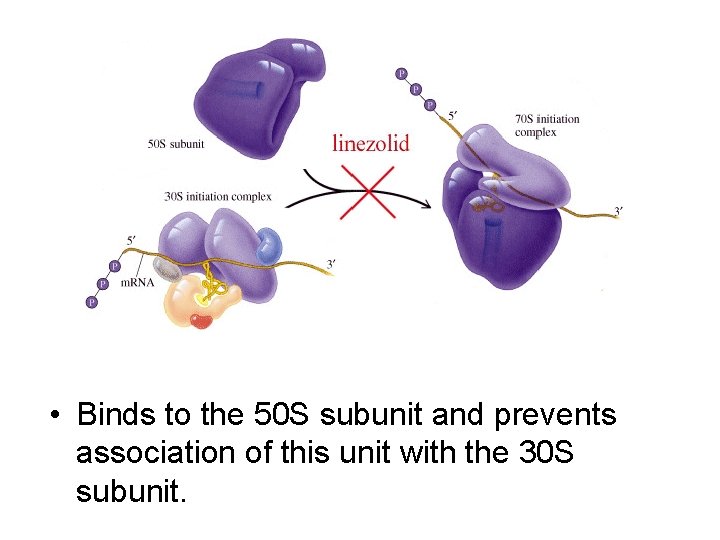 • Binds to the 50 S subunit and prevents association of this unit • Binds to the 50 S subunit and prevents association of this unit