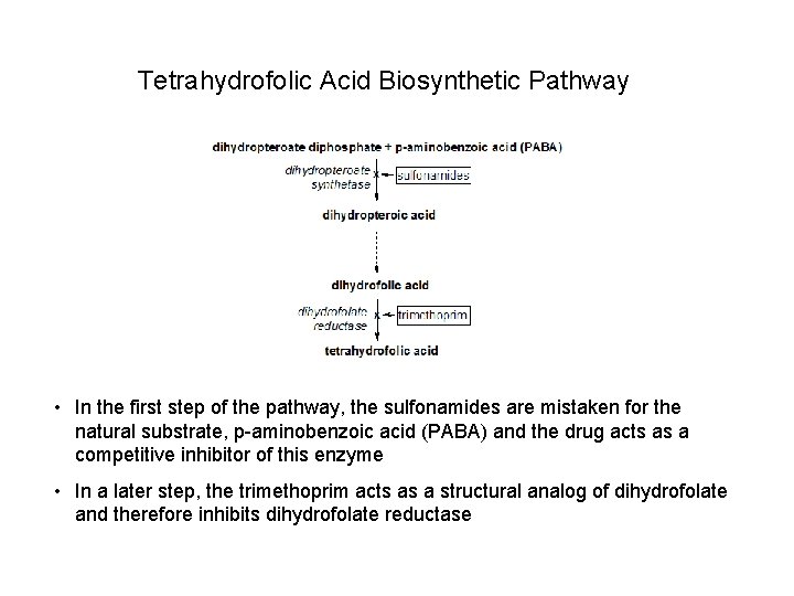 Tetrahydrofolic Acid Biosynthetic Pathway • In the first step of the pathway, the sulfonamides