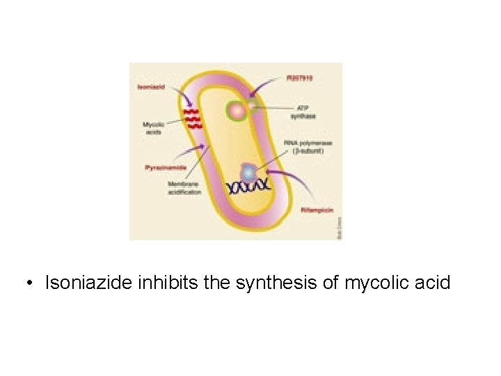  • Isoniazide inhibits the synthesis of mycolic acid 