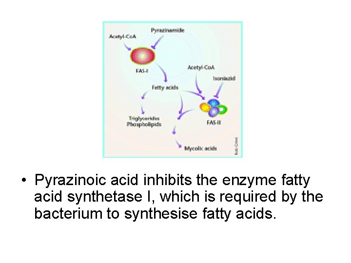 • Pyrazinoic acid inhibits the enzyme fatty acid synthetase I, which is required • Pyrazinoic acid inhibits the enzyme fatty acid synthetase I, which is required