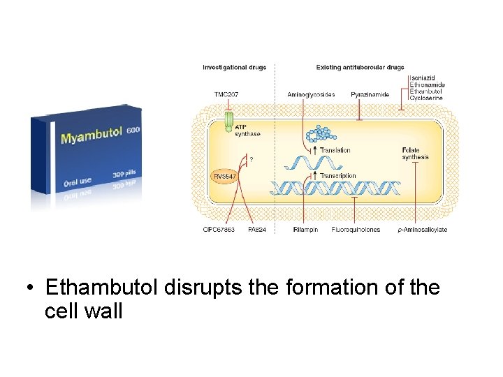  • Ethambutol disrupts the formation of the cell wall 