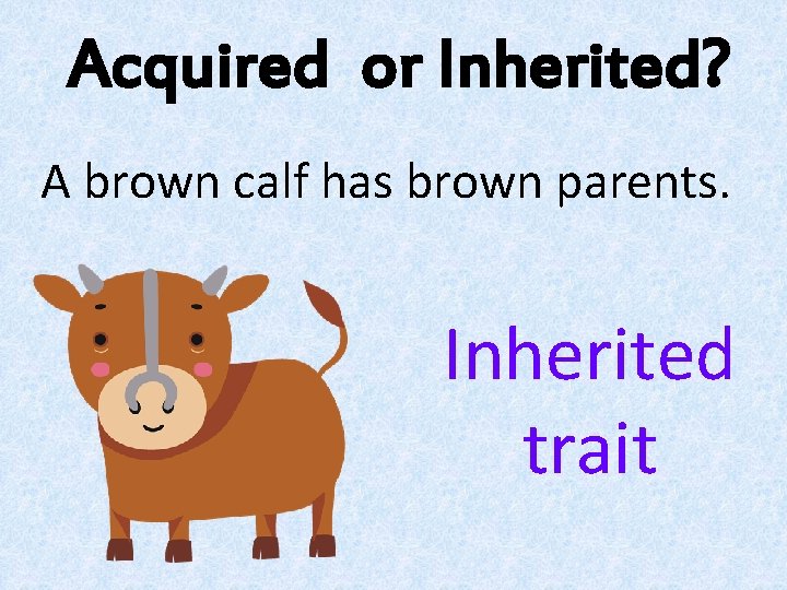 Acquired or Inherited? A brown calf has brown parents. Inherited trait 