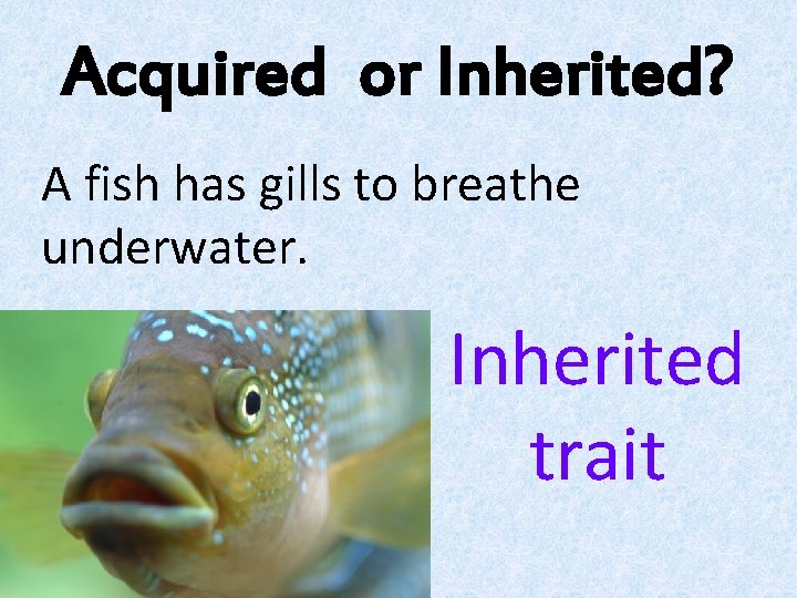 Acquired or Inherited? A fish has gills to breathe underwater. Inherited trait 