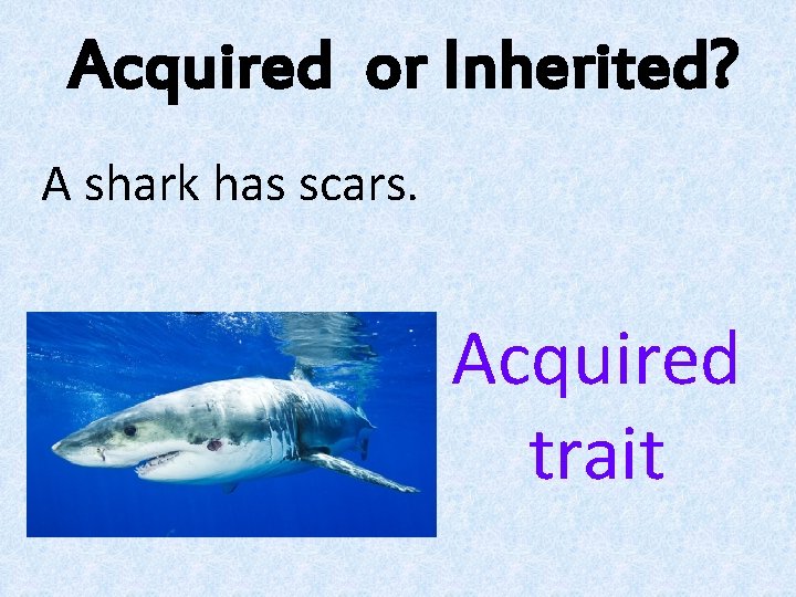 Acquired or Inherited? A shark has scars. Acquired trait 