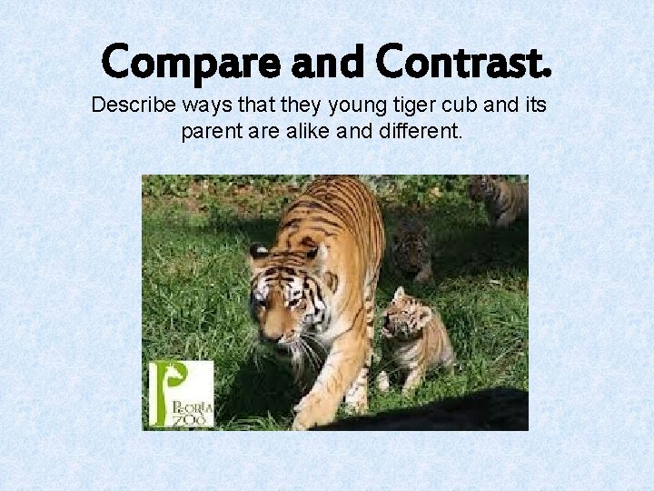 Compare and Contrast. Describe ways that they young tiger cub and its parent are