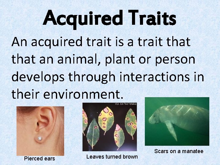 Acquired Traits An acquired trait is a trait that an animal, plant or person