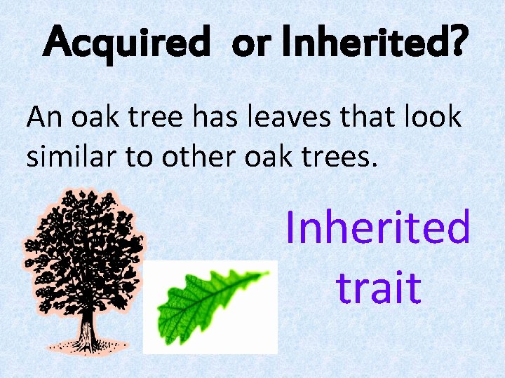 Acquired or Inherited? An oak tree has leaves that look similar to other oak