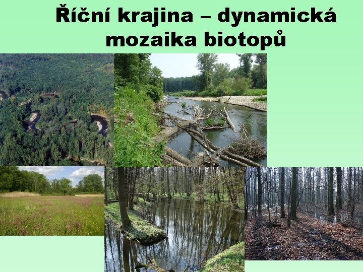 Říční krajina – dynamická mozaika biotopů 