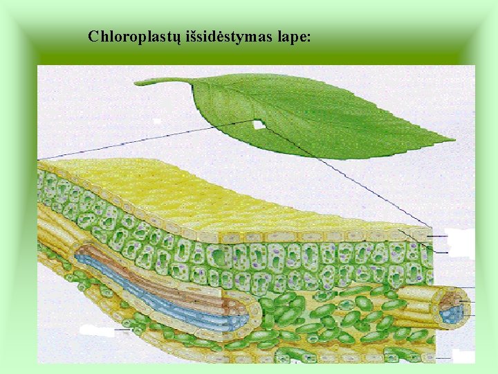 Chloroplastų išsidėstymas lape: 