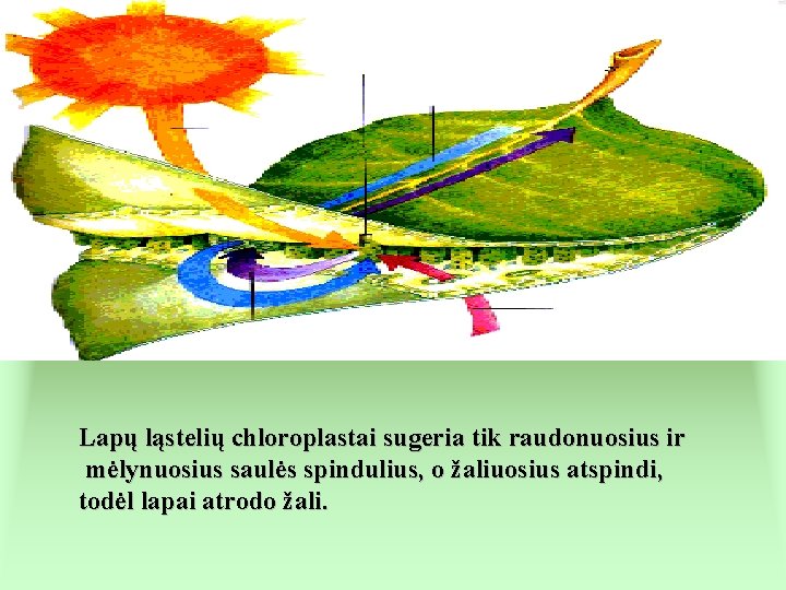 Lapų ląstelių chloroplastai sugeria tik raudonuosius ir mėlynuosius saulės spindulius, o žaliuosius atspindi, todėl