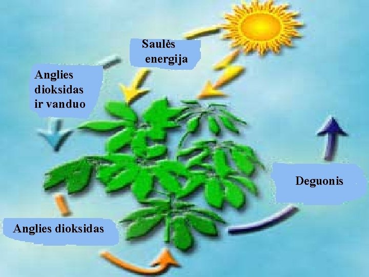 Saulės energija Anglies dioksidas ir vanduo Deguonis Anglies dioksidas 