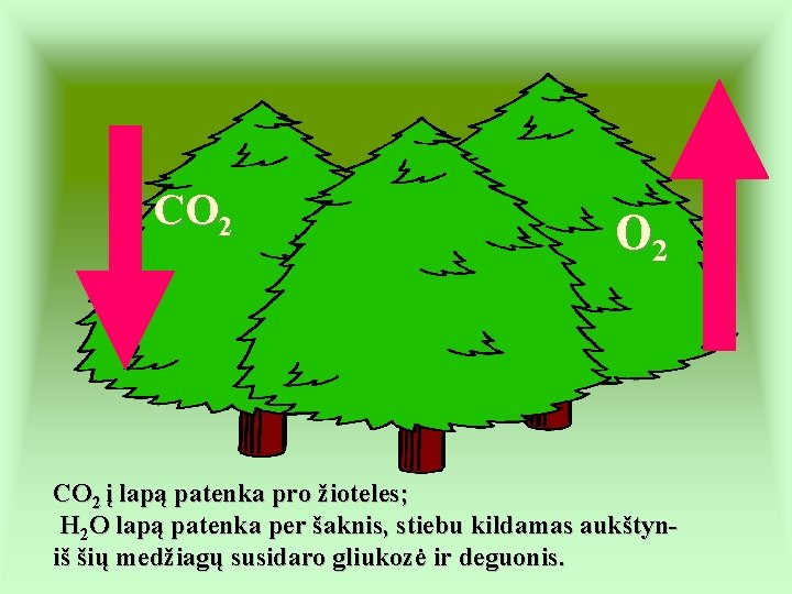 CO 2 į lapą patenka pro žioteles; H 2 O lapą patenka per šaknis,