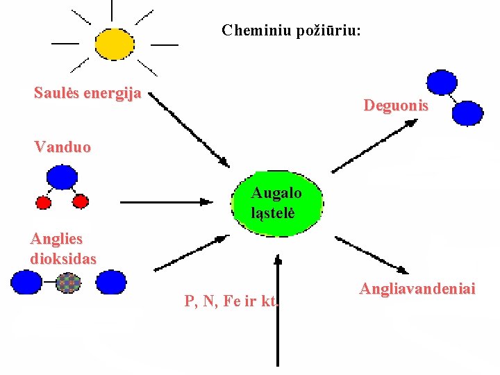 Cheminiu požiūriu: Saulės energija Deguonis Vanduo Augalo ląstelė Anglies dioksidas P, N, Fe ir