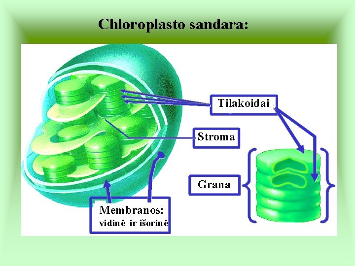 Chloroplasto sandara: Tilakoidai Stroma Grana Membranos: vidinė ir išorinė 