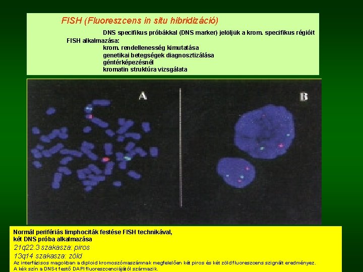 FISH (Fluoreszcens in situ hibridizáció) DNS specifikus próbákkal (DNS marker) jelöljük a krom. specifikus