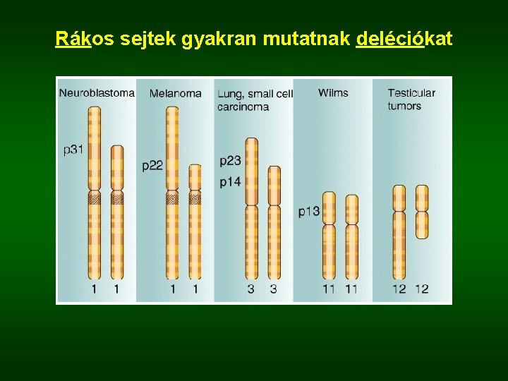 Rákos sejtek gyakran mutatnak deléciókat 