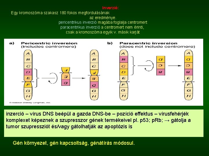 Inverzió: Egy kromoszóma szakasz 180 fokos megfordulásának az eredménye. pericentrikus inverzió magába foglalja centromert
