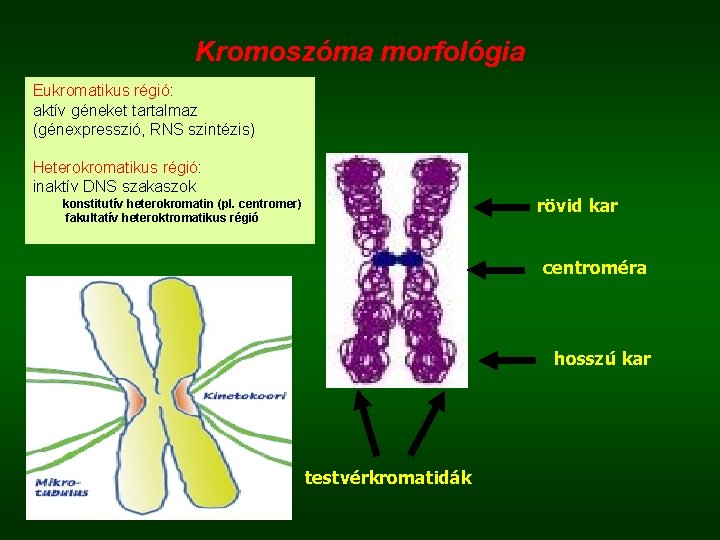 Kromoszóma morfológia Eukromatikus régió: aktív géneket tartalmaz (génexpresszió, RNS szintézis) Heterokromatikus régió: inaktív DNS