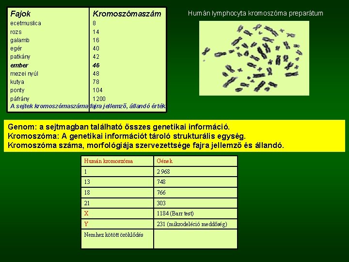 Fajok Kromoszómaszám Humán lymphocyta kromoszóma preparátum ecetmuslica 8 rozs 14 galamb 16 egér 40