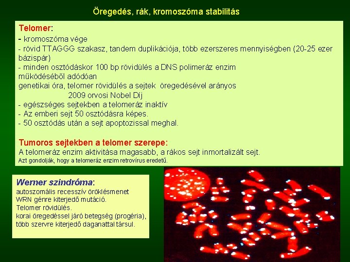 Öregedés, rák, kromoszóma stabilitás Telomer: - kromoszóma vége - rövid TTAGGG szakasz, tandem duplikációja,