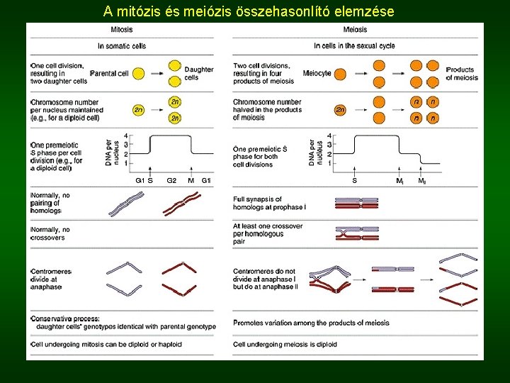 A mitózis és meiózis összehasonlító elemzése 