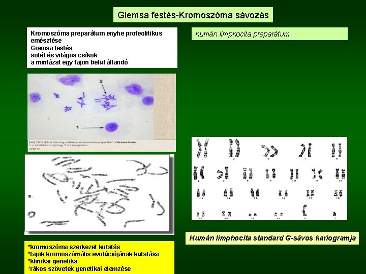 Giemsa festés-Kromoszóma sávozás Kromoszóma preparátum enyhe proteolitikus emésztése Giemsa festés sötét és világos csíkok