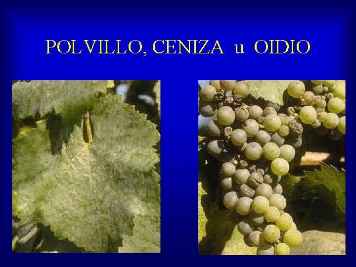 POLVILLO, CENIZA u OIDIO 