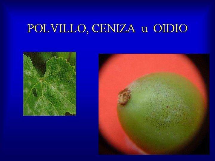 POLVILLO, CENIZA u OIDIO 
