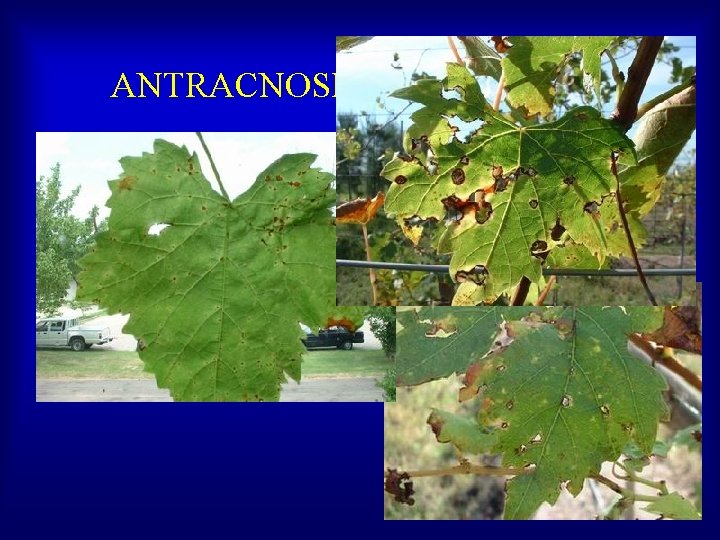 ANTRACNOSIS 