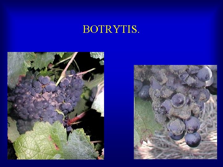 BOTRYTIS. 