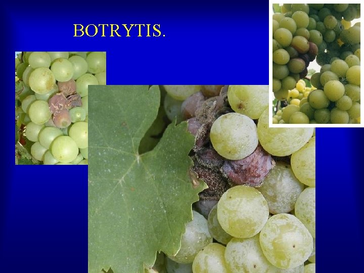 BOTRYTIS. 