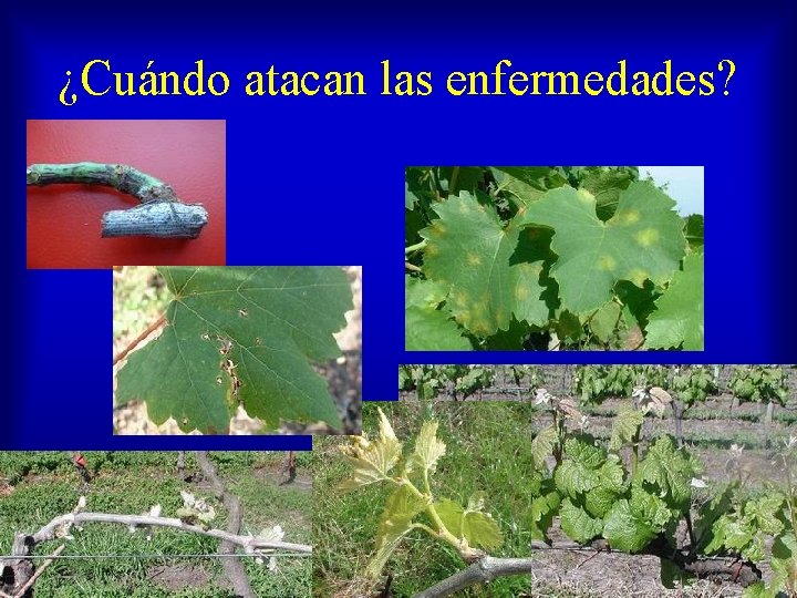 ¿Cuándo atacan las enfermedades? 