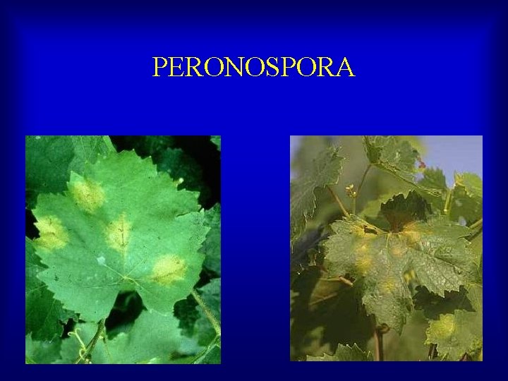 PERONOSPORA 