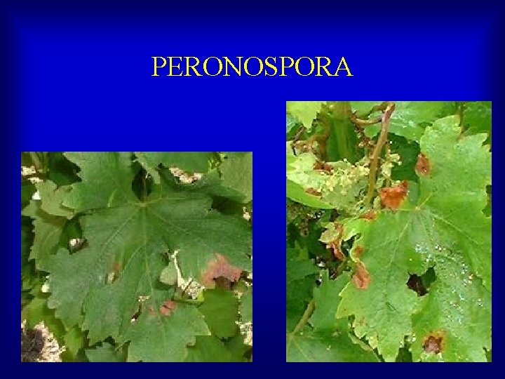 PERONOSPORA 