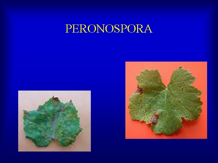 PERONOSPORA 