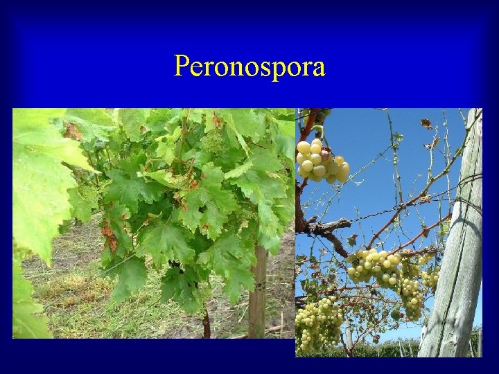 Peronospora 