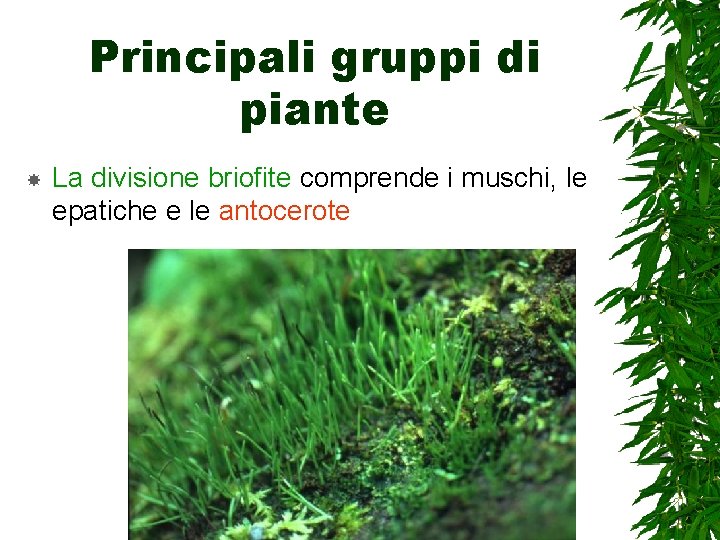 Principali gruppi di piante La divisione briofite comprende i muschi, le epatiche e le