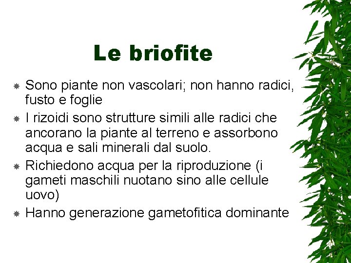 Le briofite Sono piante non vascolari; non hanno radici, fusto e foglie I rizoidi