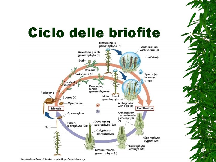 Ciclo delle briofite 