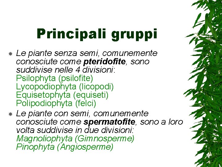 Principali gruppi Le piante senza semi, comunemente conosciute come pteridofite, sono suddivise nelle 4