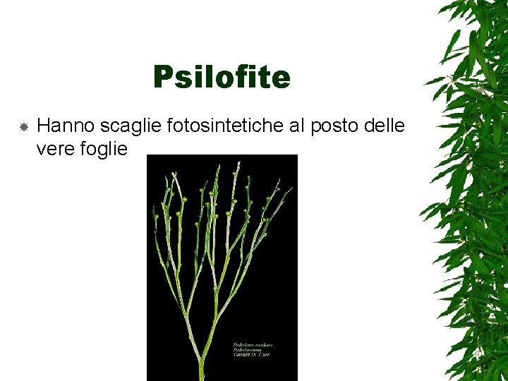 Psilofite Hanno scaglie fotosintetiche al posto delle vere foglie 