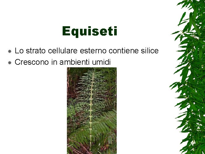 Equiseti Lo strato cellulare esterno contiene silice Crescono in ambienti umidi 