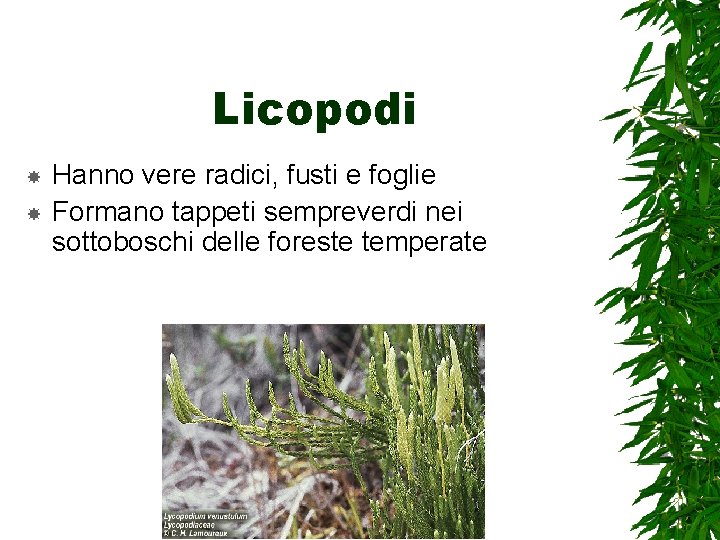 Licopodi Hanno vere radici, fusti e foglie Formano tappeti sempreverdi nei sottoboschi delle foreste