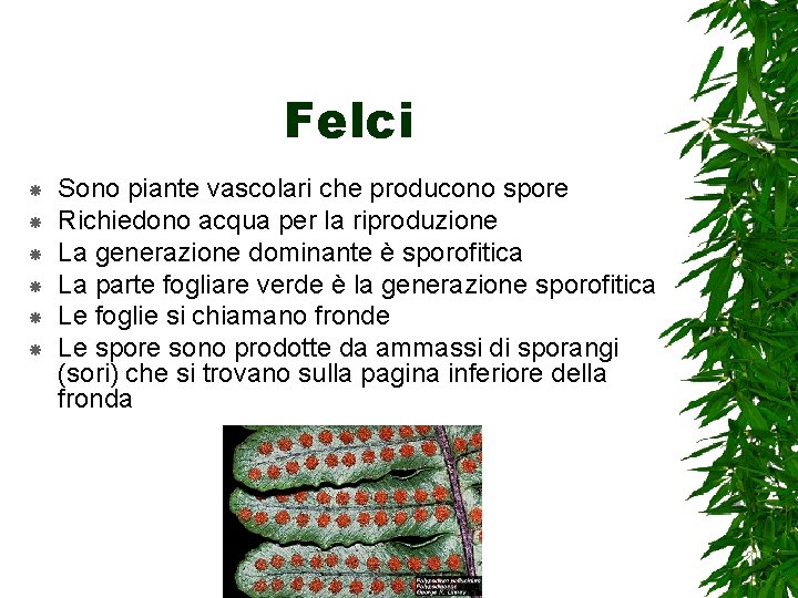 Felci Sono piante vascolari che producono spore Richiedono acqua per la riproduzione La generazione