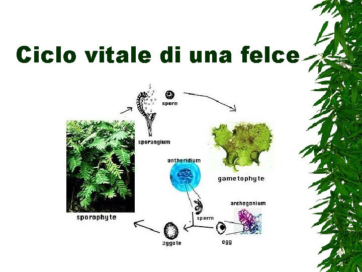Ciclo vitale di una felce 