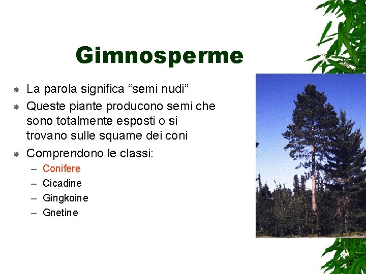 Gimnosperme La parola significa “semi nudi” Queste piante producono semi che sono totalmente esposti