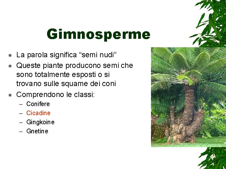 Gimnosperme La parola significa “semi nudi” Queste piante producono semi che sono totalmente esposti